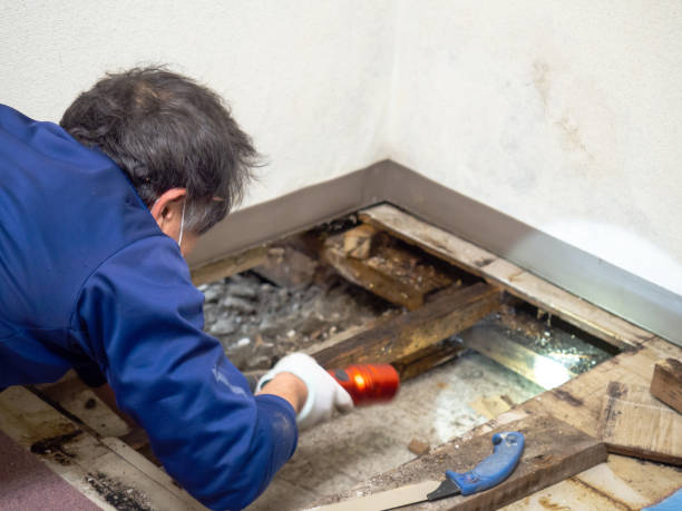 Best Professional Mold Removal  in South Amboy, NJ