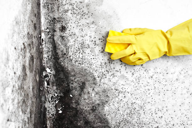 Best Black Mold Removal  in South Amboy, NJ