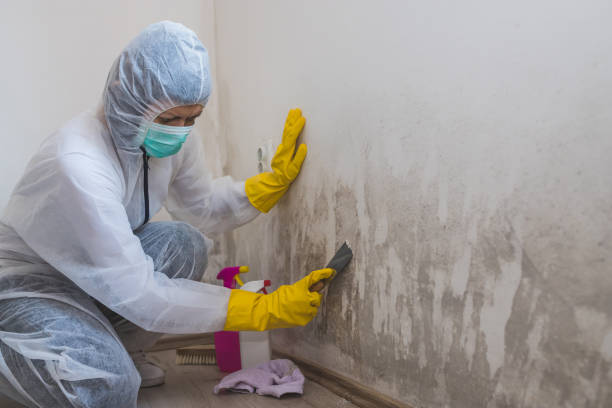 Best Professional Mold Removal  in South Amboy, NJ