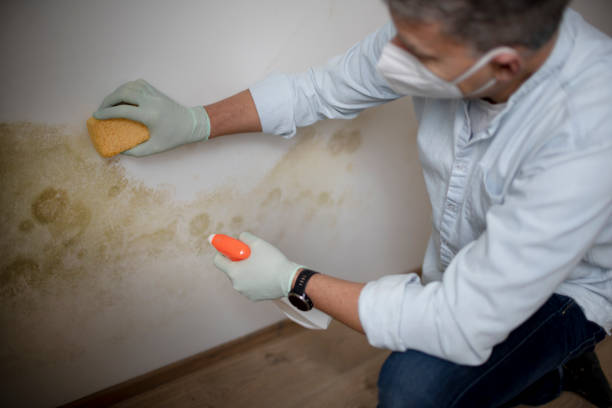 Best Attic Mold Removal  in South Amboy, NJ