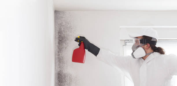 Best Attic Mold Removal  in South Amboy, NJ