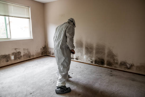 Best Certified Mold Removal  in South Amboy, NJ