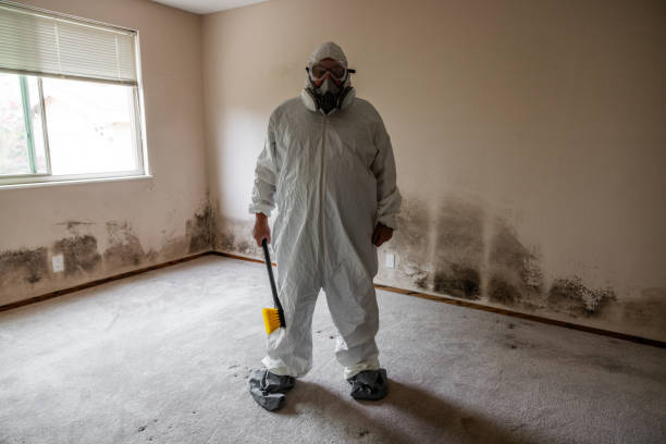 Best Toxic Mold Removal  in South Amboy, NJ