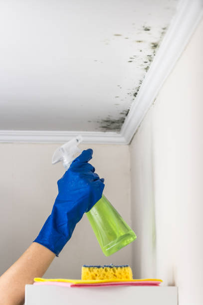 Best Toxic Mold Removal  in South Amboy, NJ